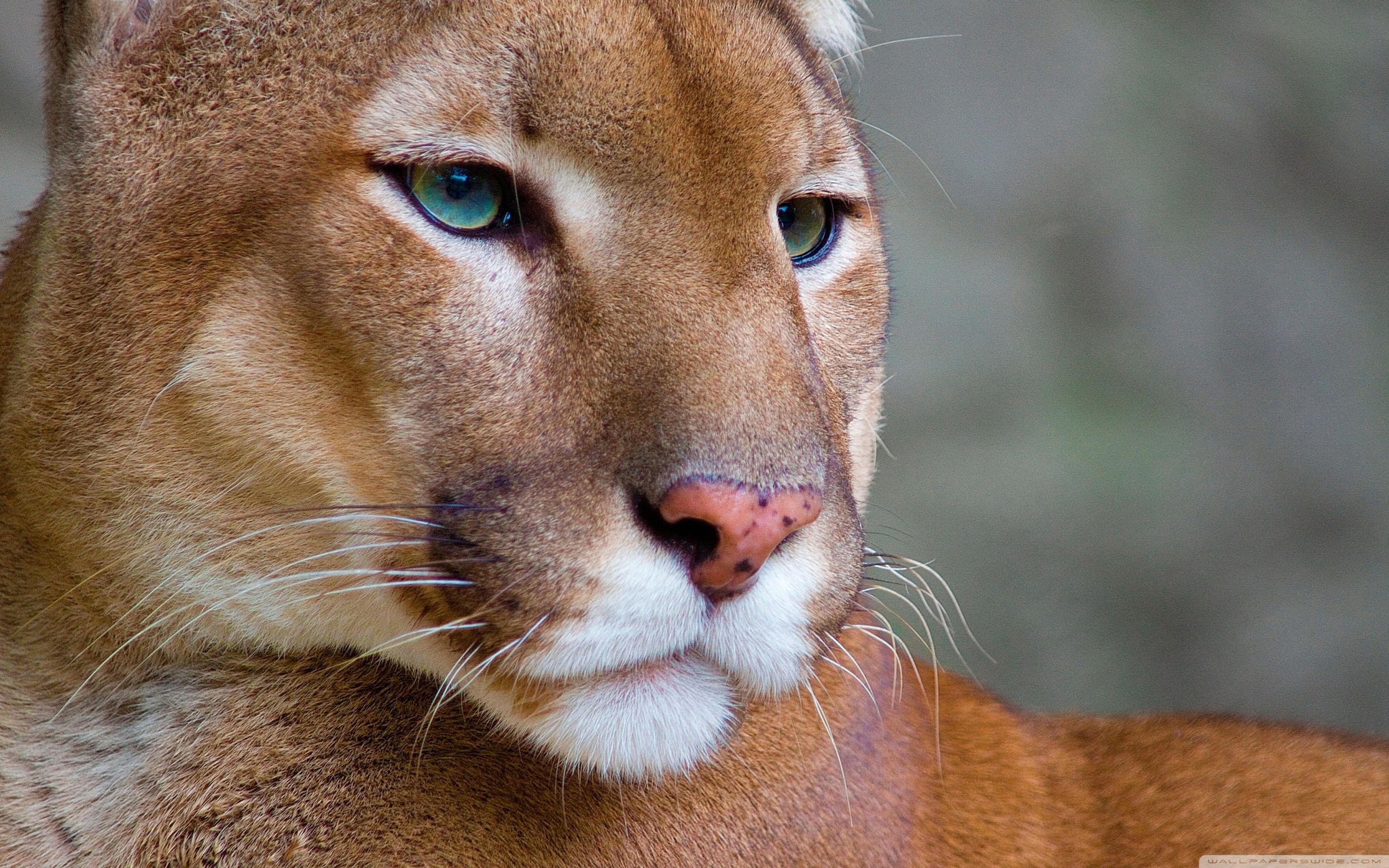 Cougar